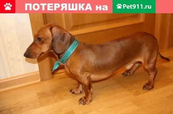 Найдена собака на ул. Вишневая, д.21, Московский район
