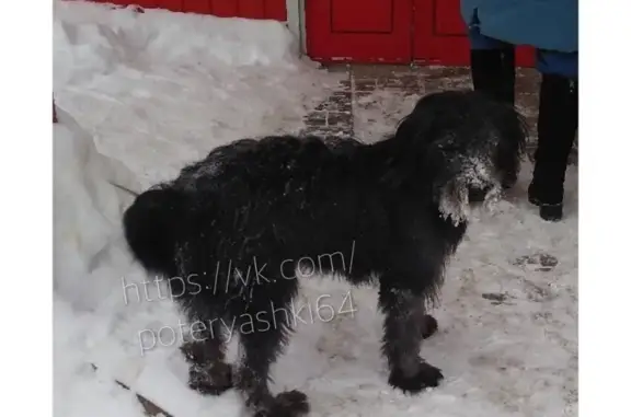 Найдена собака в районе Техстекла, Саратов