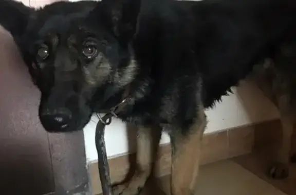 Найдена собака на Брянской улице в Красноярске