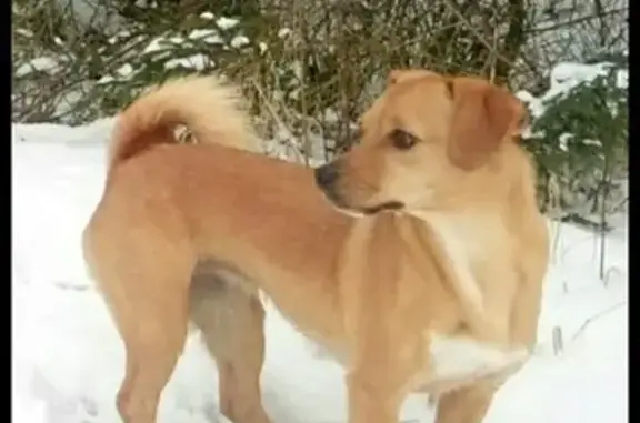 Пропала собака в Зеленоградске, вознаграждение за находку.