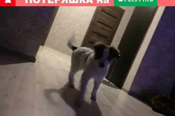 Пропала собака Барни в Краснодаре