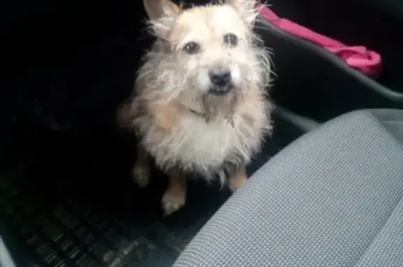 Найдена собака в Калуге на Грабцевском шоссе