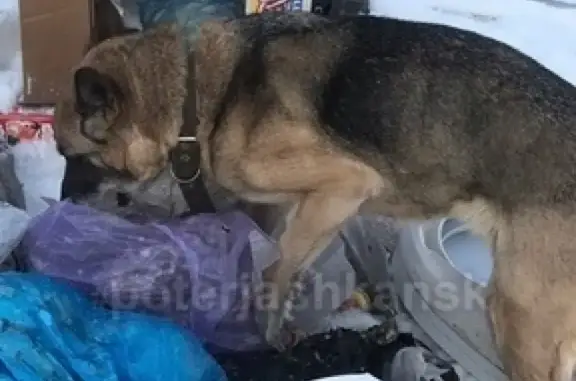Найдена собака в Дзержинском районе