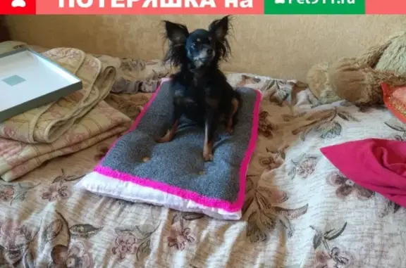 Пропала собака в Тольятти, 4-й квартал, бульвар Курчатова, 14