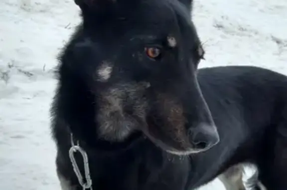 Пропала собака Соня в Лобаново, Пермь.
