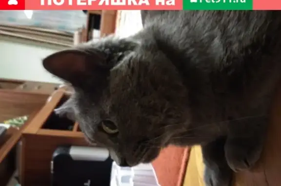 Найден кот породы британец на Бронницкой улице, Подольск