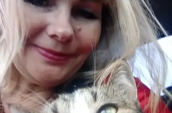 Пропала кошка на Ладожской: Серая с белой грудкой и носочками, откликается на Анфиса.