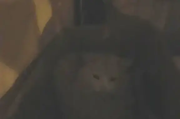 Найдена пушистая персидская кошка в Кузьминках, Москва