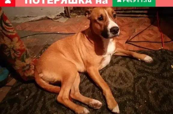 Собака кобель в Ярославле найдена