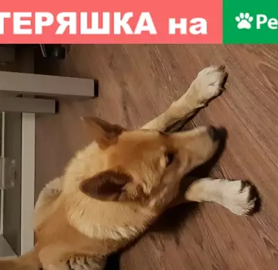 Найдена рыжая собака в Уралмаше