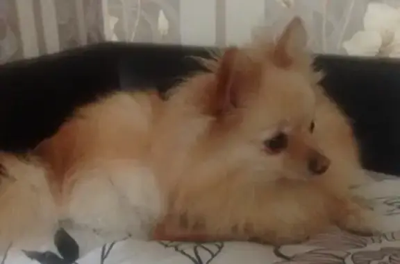 Пропала собака Клепа на Солдатской 12 в Москве