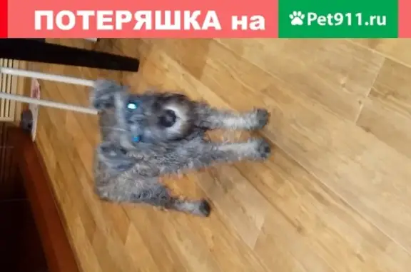 Найдена собака без ошейника в Егорьевске