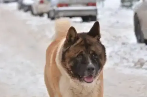 Пропала собака в Булатниково: американская акита, бело-рыжего окраса, отзывается на имя Петто.