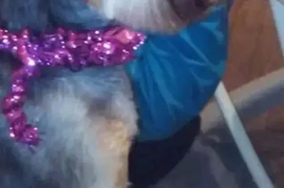 Собаки потеряшки, Санкт-Петербург, фото: Потеряшка собака на улице Здоровцева в Санкт-Петербурге.