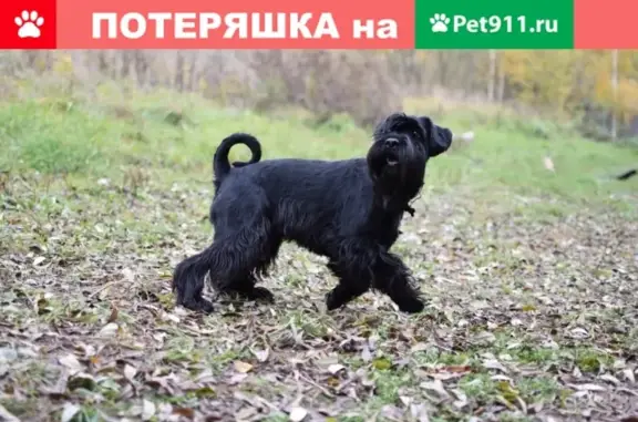 Пропала собака Джесика в Подольске