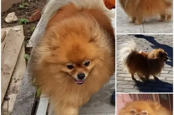 Пропала собака Йоста в Пресненском районе, Москва