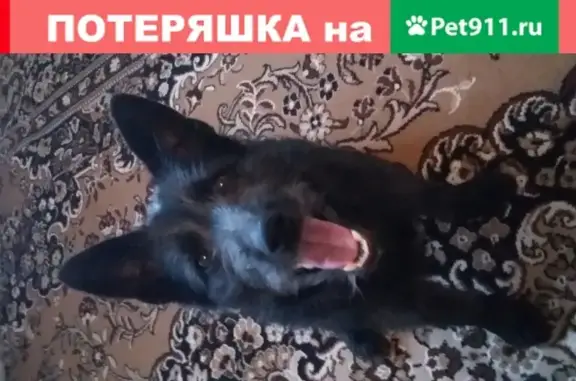 Найдена собачка черного окраса на ул. Комкова, Омск