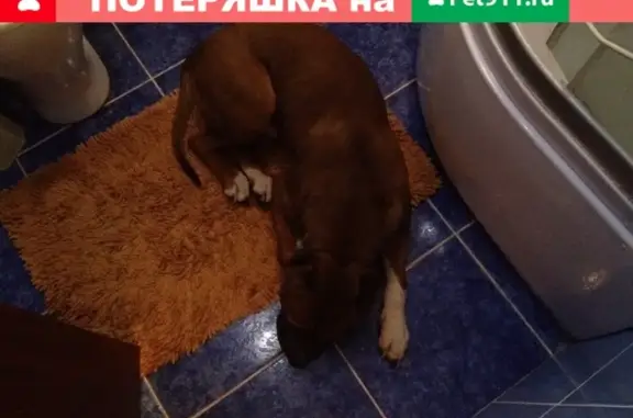 Пропала собака в районе Нефтеразведки, Воткинск