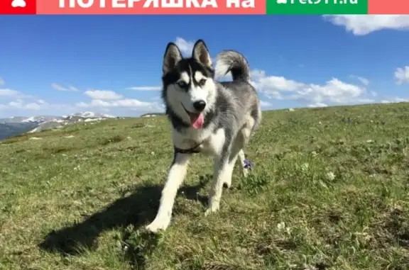 Пропала хаски в Удачном, Республика Саха (Якутия)