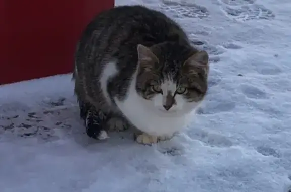 Найдена кошка в районе ТРЦ РИО, Хардиково, Орёл