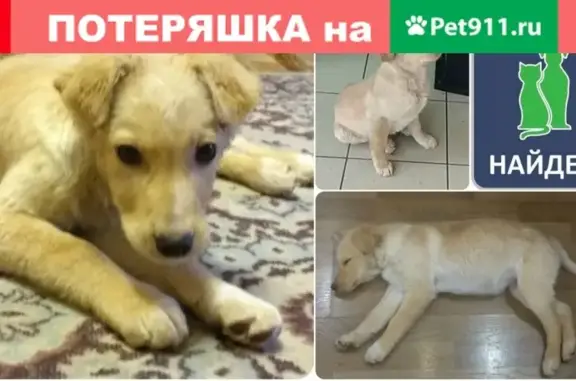 Найден щенок на ул. Согласия, Калининград #НАЙДЕН_КОТОПЕС39