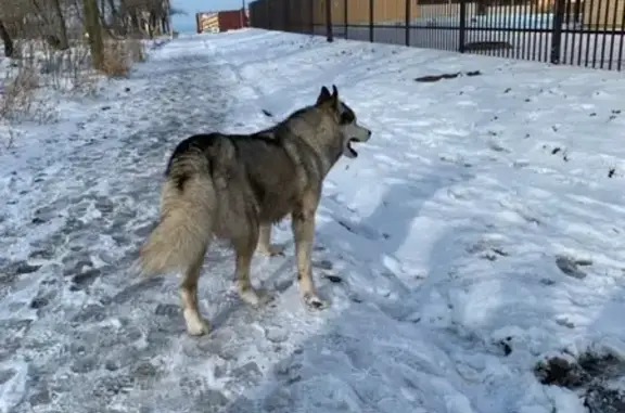 Найдена собака хаски в Ейске
