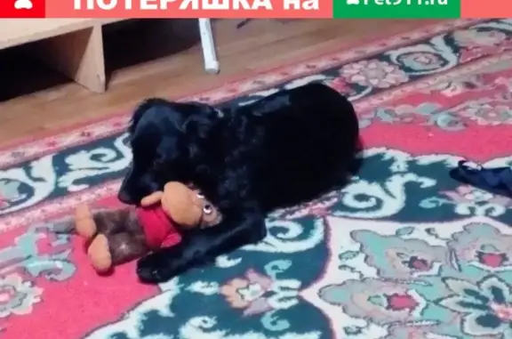 Пропала собака в Трусовском районе, ул. Дзержинского