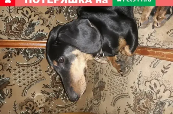 Пропала собака Таксочка в Люберцах