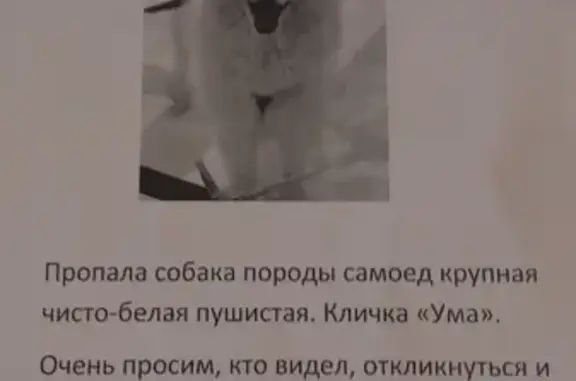 Пропала собака Лайка Ума в Полевском округе