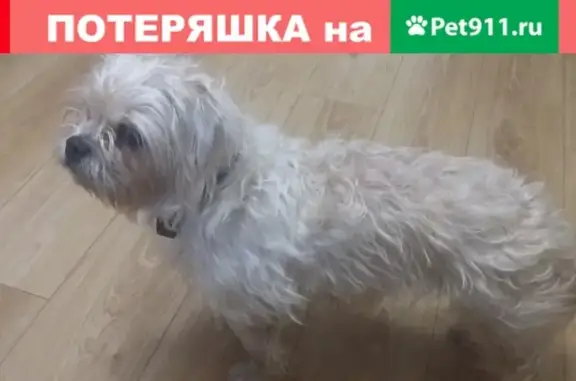Найдена собака на пр-кт Ленина, 38 в Ярославле