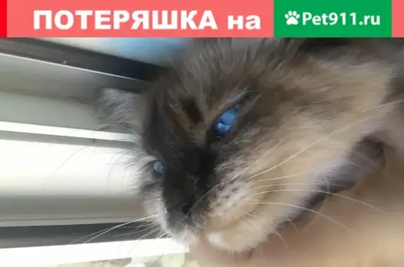 Кошки потеряшки, Тольятти, фото: Потеряшка кошка в Тольятти.