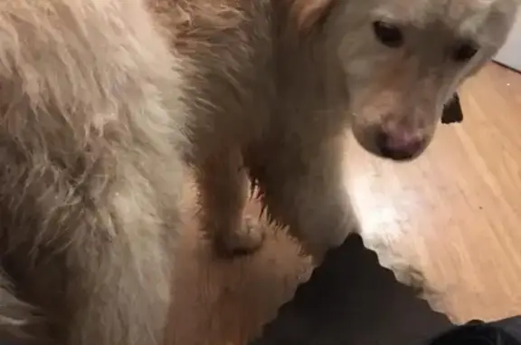 Найдена собака в МО, Фрязино, Щёлково https://vk.com/mrs_j.lapaeva