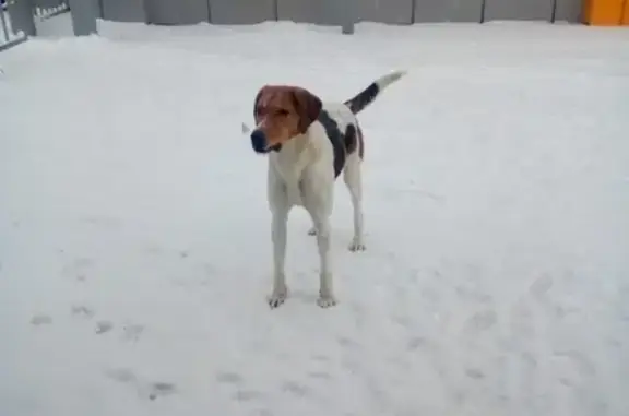 Найдена собака в Черниковке, Уфа