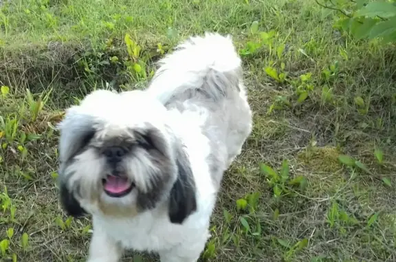 Пропала собака Фуф в Нефтеюганске
