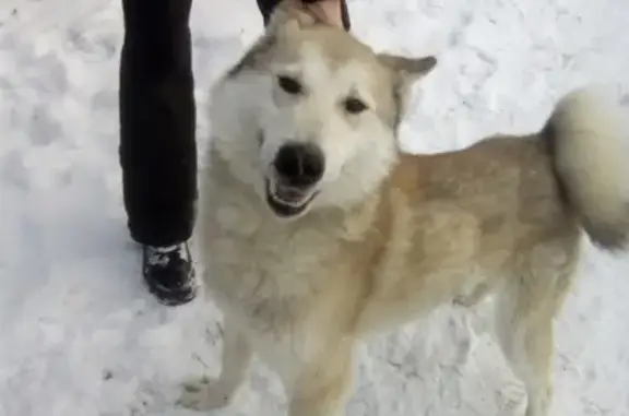 Пропала собака Барс на Заводской улице, Реж, Свердловская область