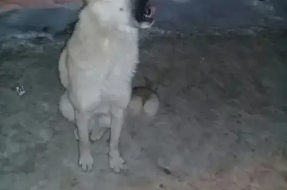 Найдена собака без ошейника в Кирове