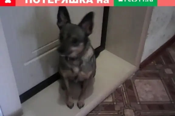 Пропала собака в Ижевске на улице 50-летия ВЛКСМ