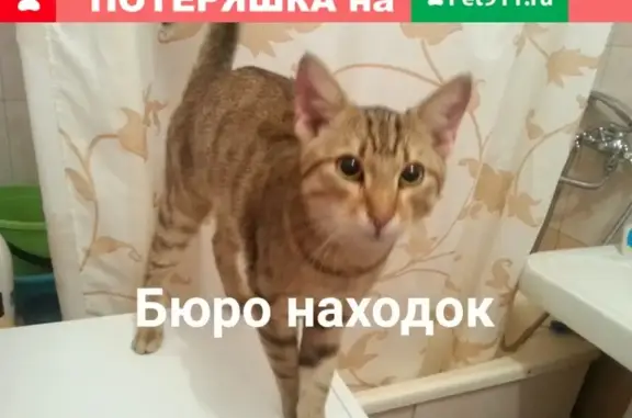 Найдена домашняя кошка на ул. Гагарина