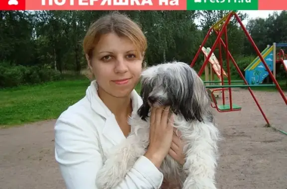 Собаки потеряшки, деревня Жары, фото: Потеряшка собака Фанни в деревне Жары, помогите найти!