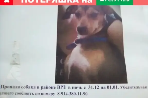 Пропала собака в районе ВРЗ, г. Свободный