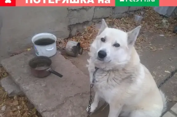 Пропала собака Гром в Орске, ул. Чехова 71