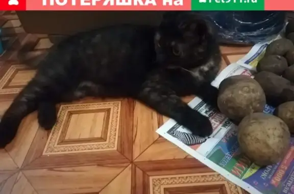Найдена кошка в Волгодонске!