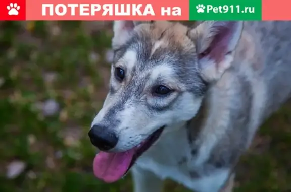 Пропала собака Мышка в Тольятти, вознаграждение
