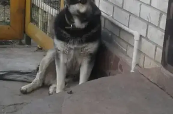Пропала собака Арчи в деревне Верхнеюлдашево, Республика Башкортостан
