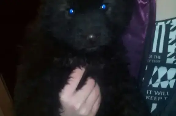 Найден щенок в Чапаево, нужна передержка