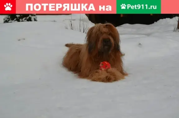 Пропала собака в Правдинске на ул. Бумажников: рыжая Джей.