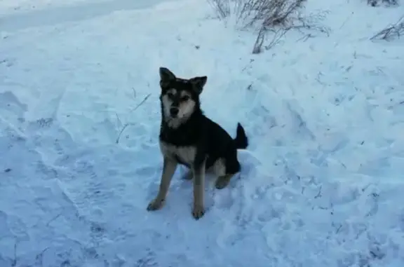 Пропала собака в Боровске, Калужская область