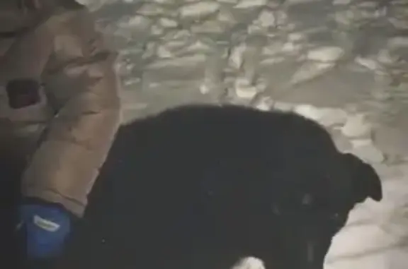 Пропала чёрная собака в Берёзовой роще, Горно-Алтайск