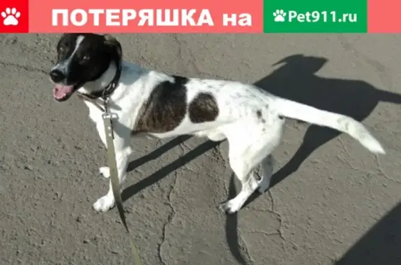 Пропала собака в Кемерово, помогите найти!
