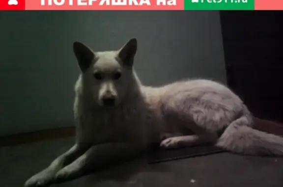 Найдена собака в Ижевске, ищем хозяина!